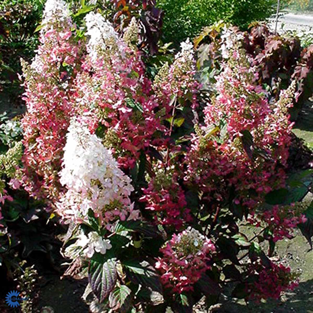 Almindelig Hortensia — Hydrangea Paniculata, "Pinky Winky"