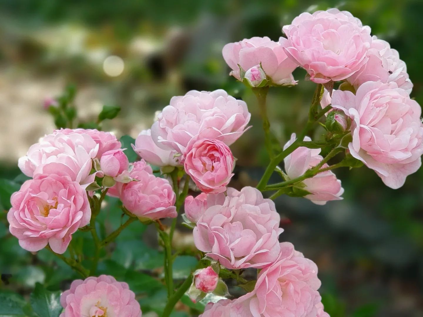 verdens mest populære bunddækkende rose som er flot lys-rosa eller lyserød