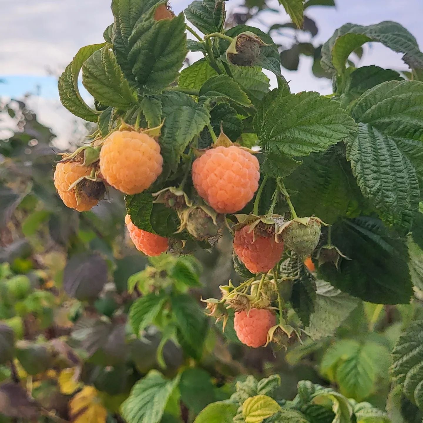 Gul Efterårshindbær – Rubus idaeus `Fallgold´ er en skøn plante til haven og får de lækreste hindbær i efteråret her i gule og orange nuancer og store bær samt grønne blade og løv
