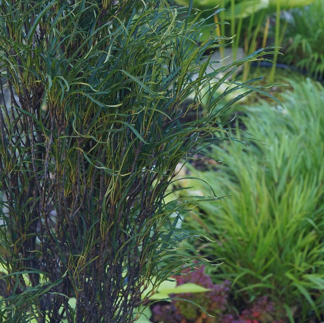 Smalbladet Tørstetræ – Frangula Alnus Fine Line er en skøn busk eller lille træ, der vokser søjleformet og danner med sin slanke og oprette form en fin struktur i haven her ses den sommergrøn samplantet med andre grønne planter