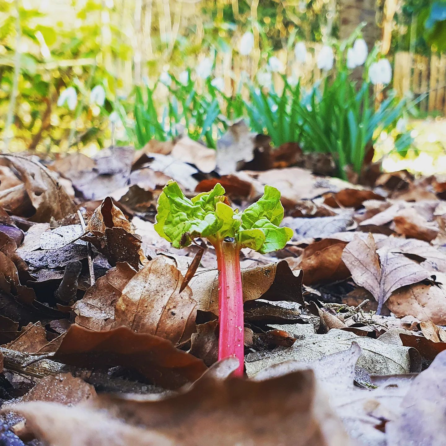 Rabarber – Rheum rhabarbarum `Livingstone´ der skyder tidligt op af jorden i foråret