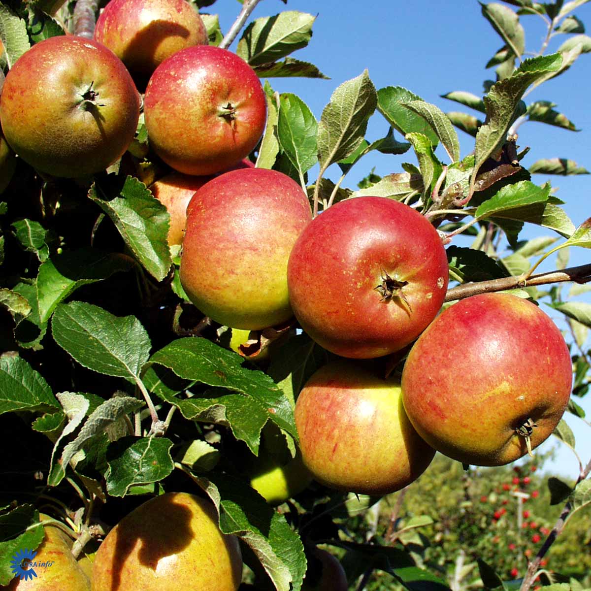 Rød Cox Orange Æbletræ - Malus Domestica Cox Orange giver æbler med en smag der er meget aromatisk og dejlig og sætter massere af æbler med dens gode frugtsætning