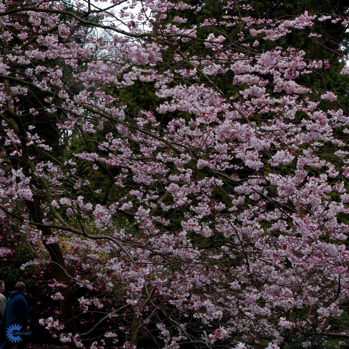 Sakhalin-kirsebær — Prunus, "Accolade"