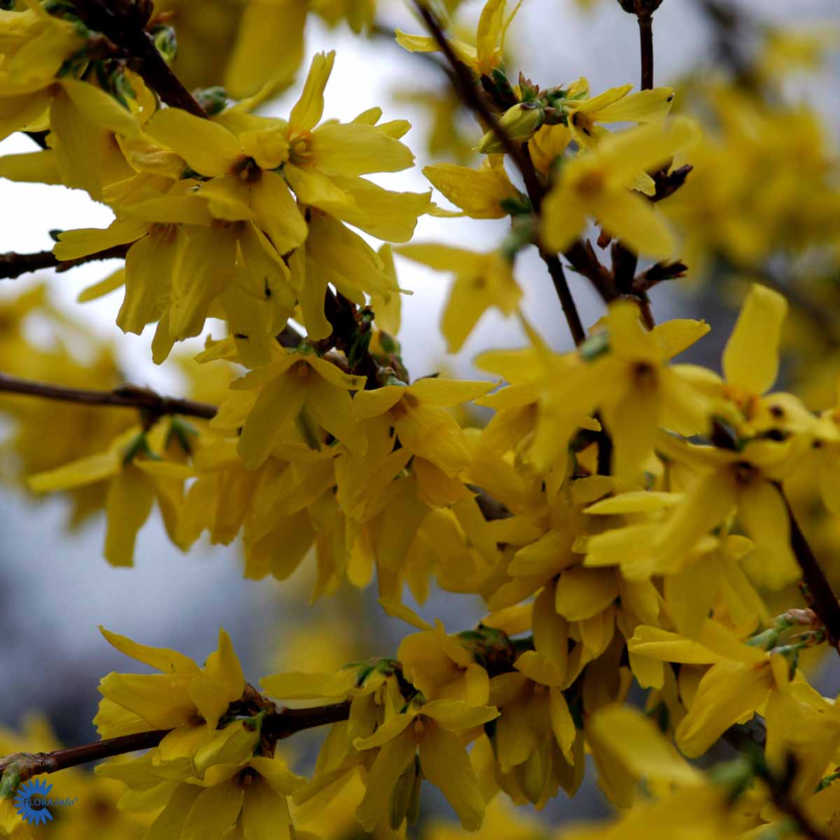 Vårguld - Forsythia Intermedia Lynwood her med fine gule blomster hele vejen op og ned at stænglerne her lidt mere i mørke