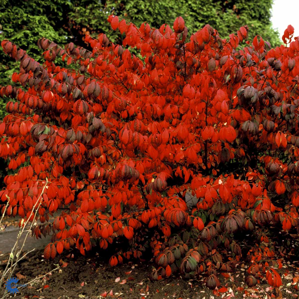 Dværg Benved — Euonymus Alatus, "Compactus" er en busk med flotte høstfarver