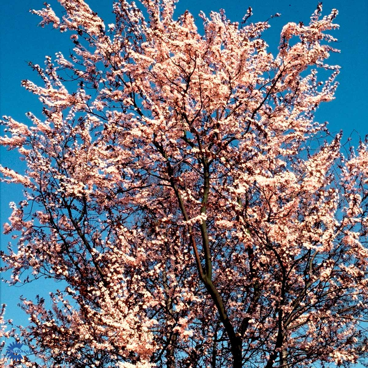 Blodblomme — Prunus Cerasifera, "Nigra"