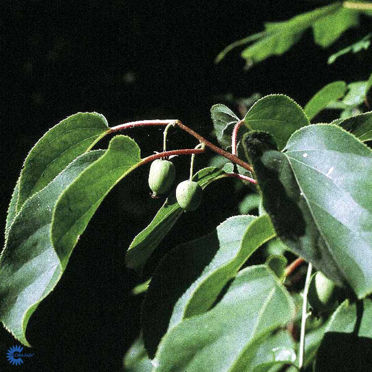  Stikkelsbærkiwi — Actinidia Arguta, "Issai" får de skønneste 2-3 cm. store gulgrønne, ovale, glatte spiselige frugter og ses her på sort baggrund