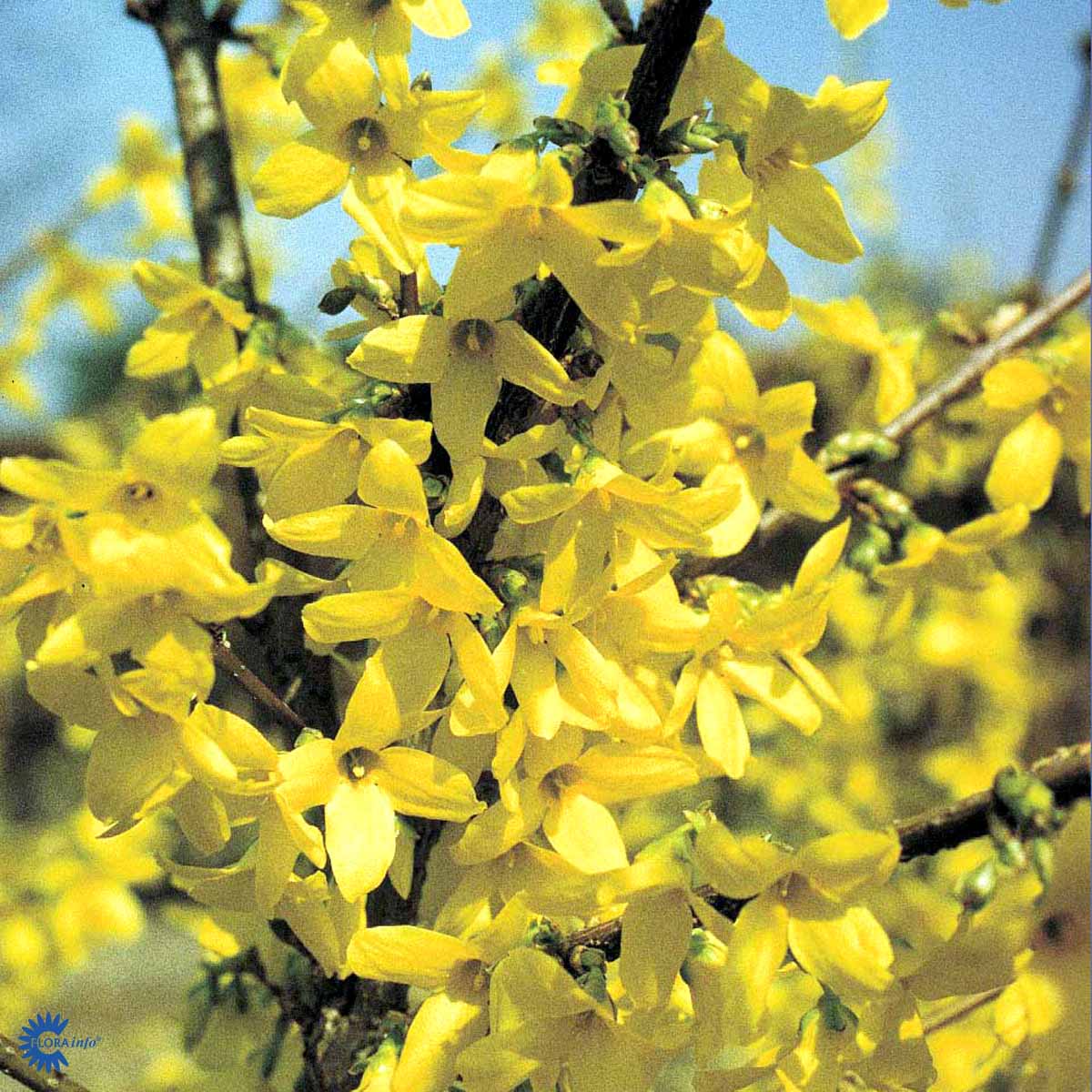 Vårguld - Forsythia Intermedia Lynwood her med fine gule blomster hele vejen op og ned at stænglerne her med sollys på