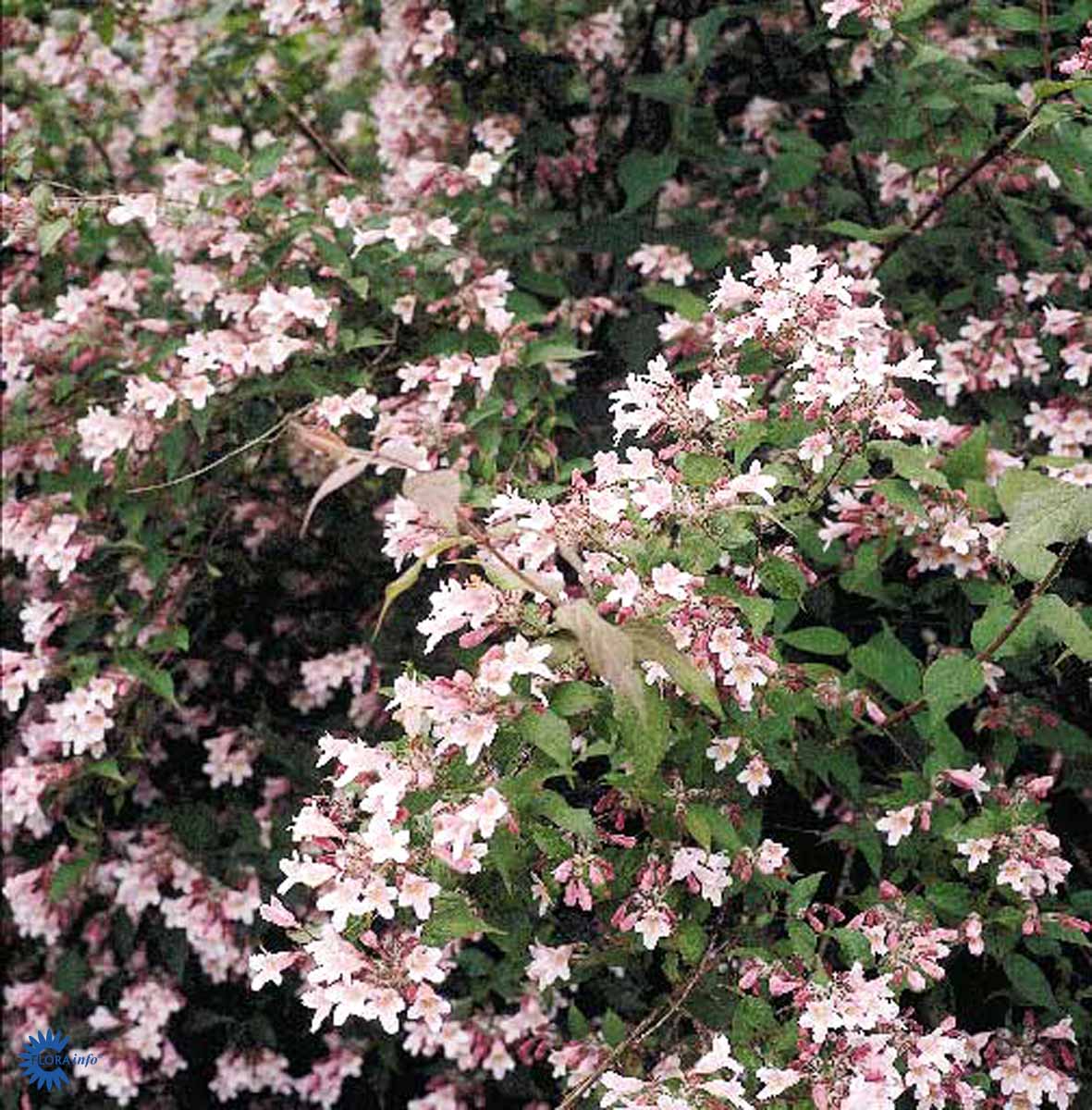 Dronningebusk (Kolkwitzia Amabilis) med smukke hvide og lyserøde blomster op i mod de grønne blade og løv set fra anden vinkel