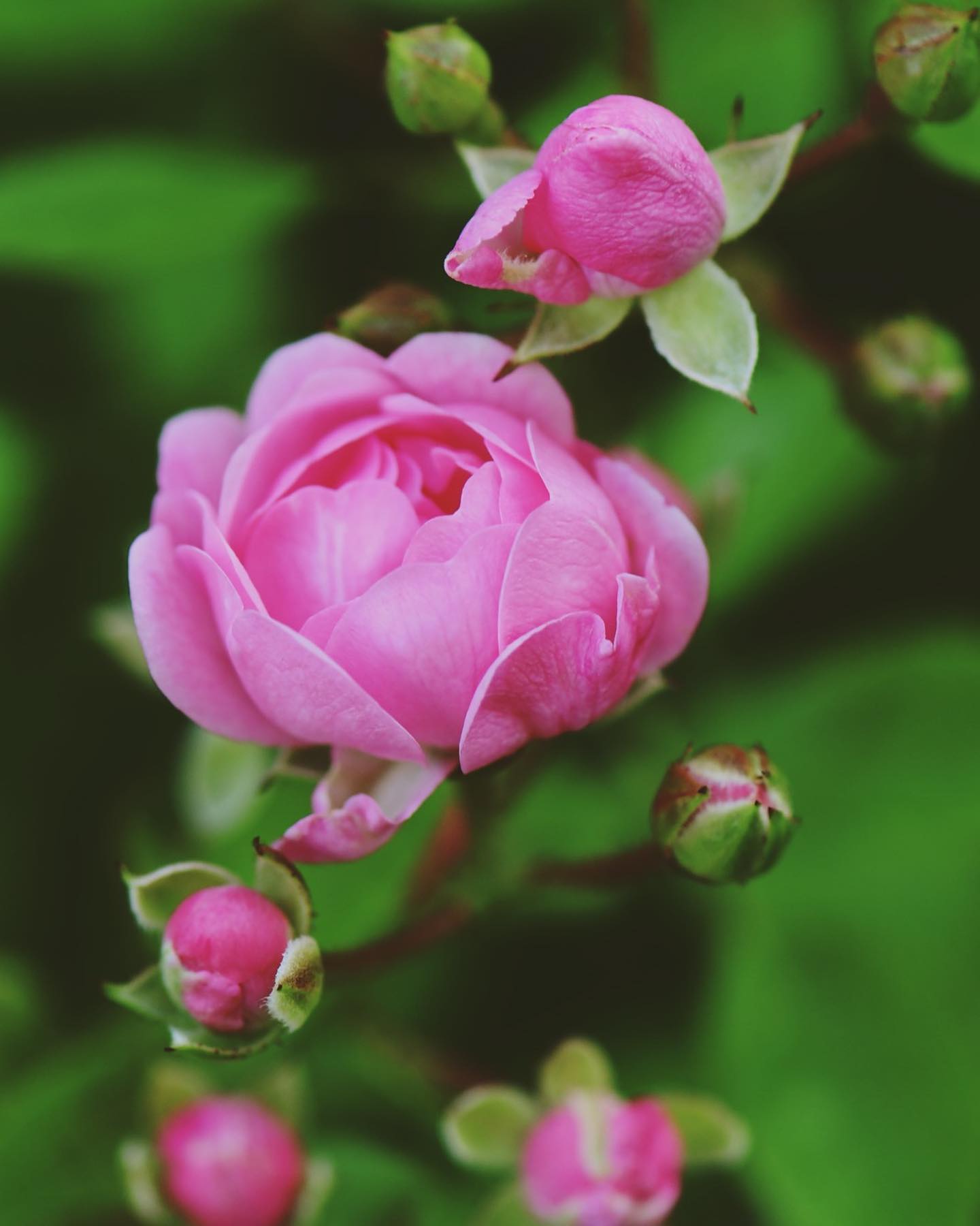 verdens mest populære bunddækkende rose som er skøn og mørk lyserød eller mørk rosa