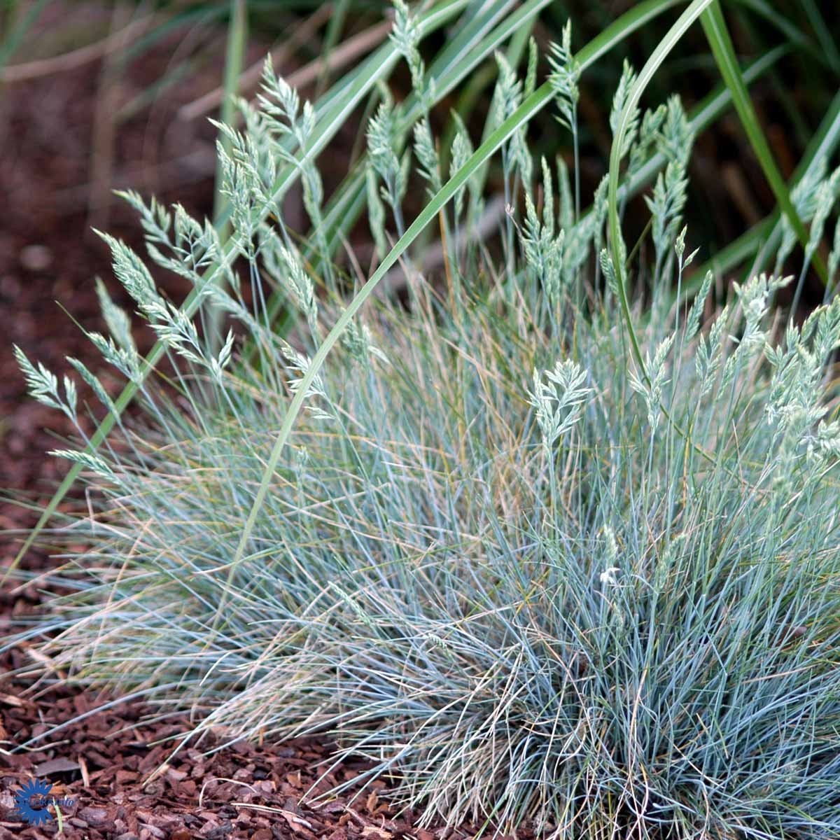 Blå bjørnegræs (Festuca Glauca Elijah Blue) er en populær prydgræs der er blågrøn og passer i en moderne have. her ses den tidligt i udspring med fine aks