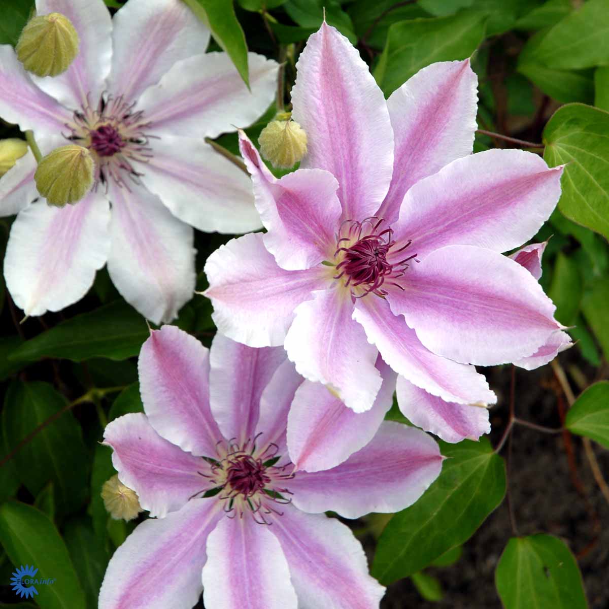 Lysrosa Klematis (Clematis Nelly Moser) har et fint udtryk i blomsten, striber af sart rosa i det hvide. med flot grønt løv