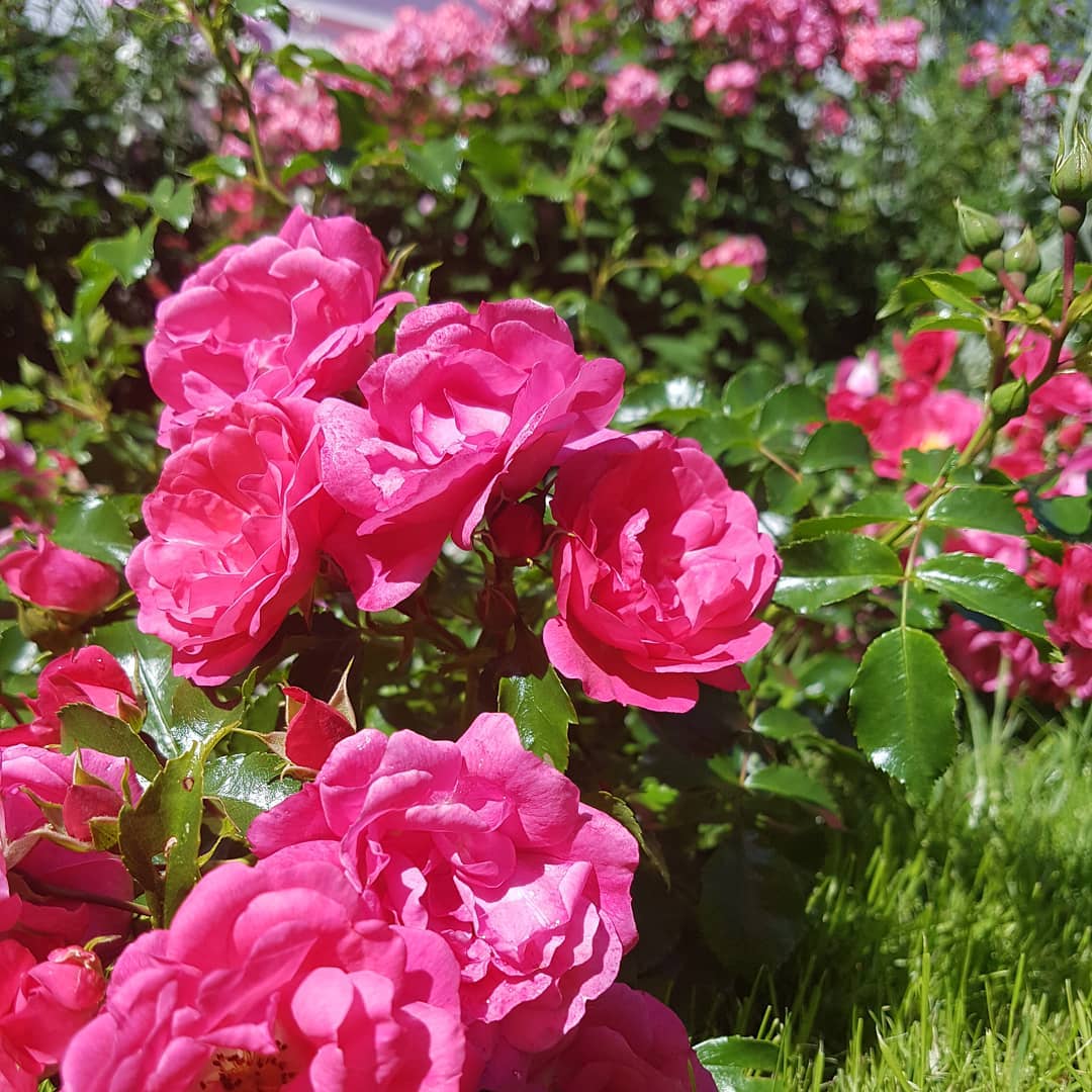 verdens mest populære bunddækkende rose som er flot mørk lyserød eller mørk rosa