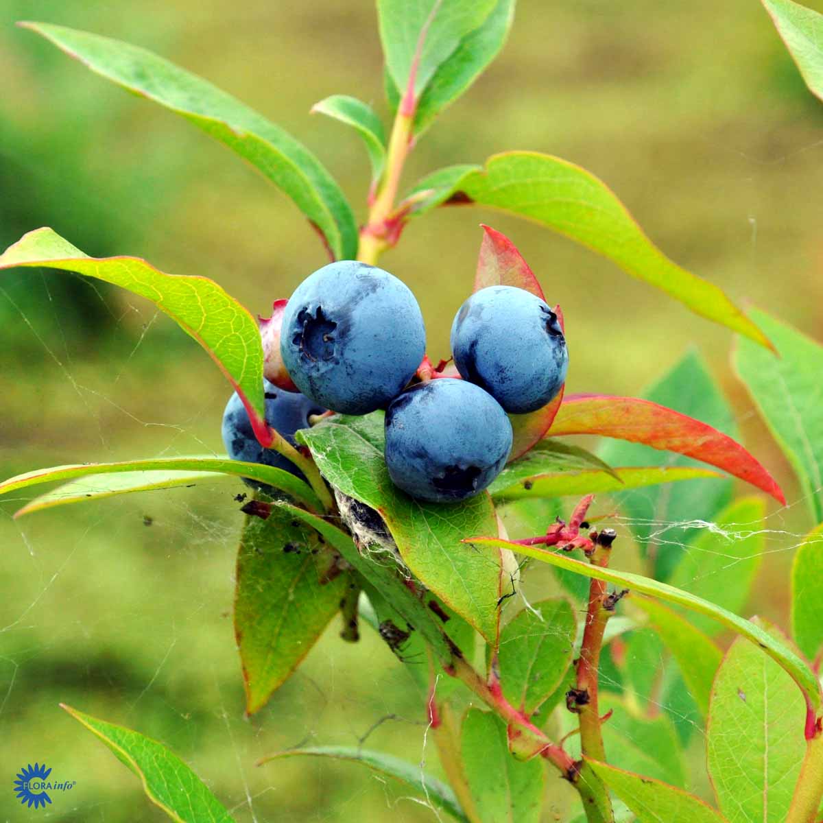 Blue Crop Blåbærbusk også kendt under navnet vaccinium corymbosum blue crop, her i flot solskin og med begyndende røde, gule og orange efterårs og høst farver på bladene