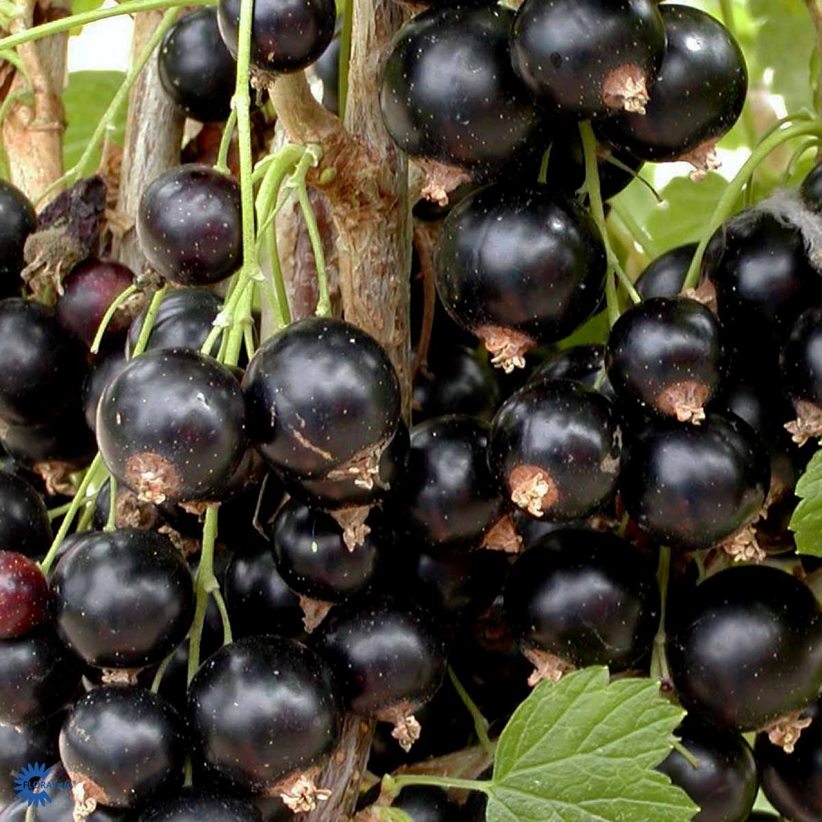 Titania Solbærbusk også kendt under navnet ribes nigrum titania og har massere af sorte lækre spiselige solbær
