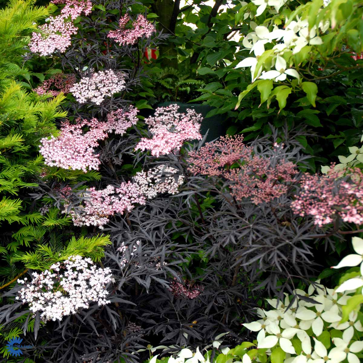 mørkt dramatisk fligedet løv og smukke yndefulde rosa blomsterskærme her sammen med både en grøn takst til venstre og et træ til højre der hedder cornus causa china girl