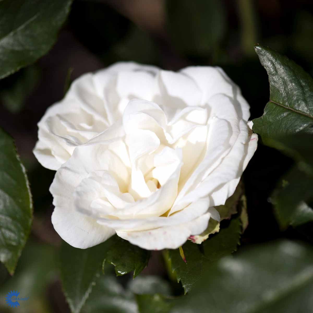 karen Blixen er en Storblomstret Rose. Storblomstret rose med flotte hvide blomster. En rose som danske Poulsen Roser 