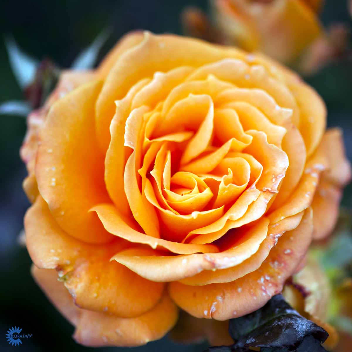Storblomstret rose med flotte orange laks blomster. Flora Danica Rose