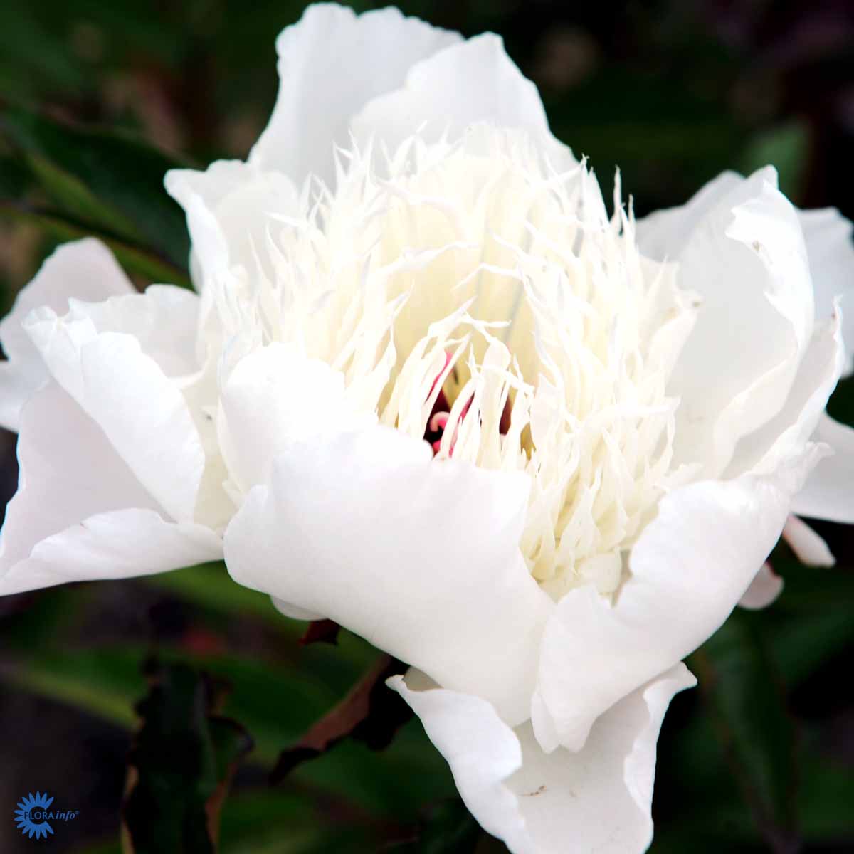 Silkepæon — Paeonia Lactiflora, "Shirley Temple"