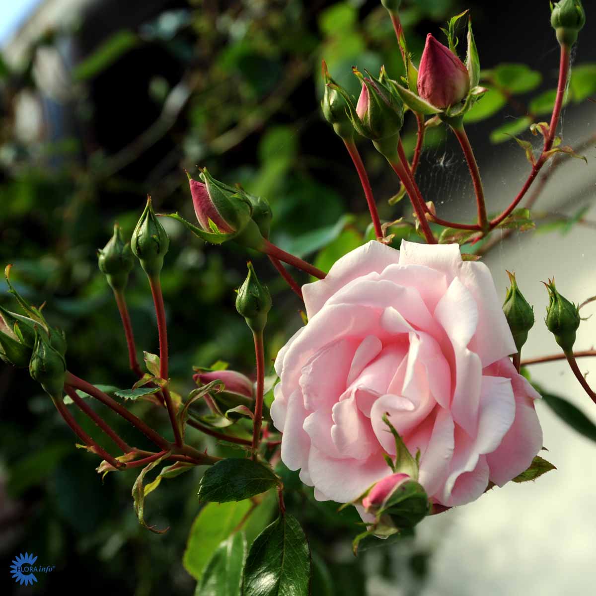 Verdens mest solgte slyngrose - en rose, der fortjener en fantastisk plads i haven. Rosen blomstrer med massevis af flotte lyserøde rosen-blomster og der bliver mørkere og mørkere mod centrum.  Rosen er meget blomsterrig og blomstrer kraftigt