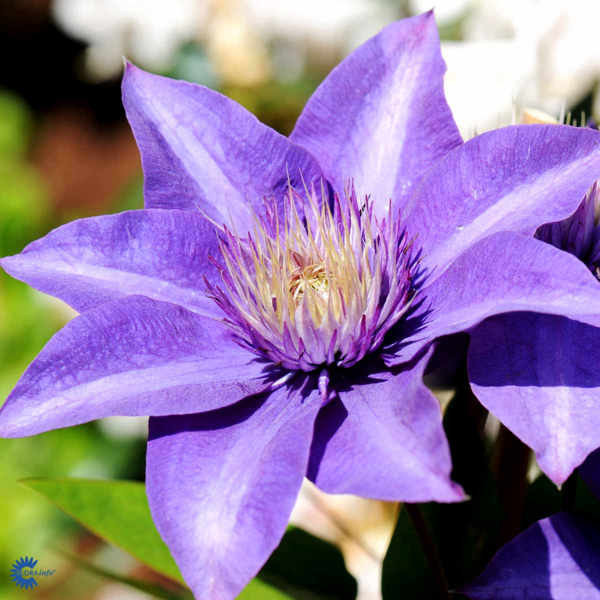Blå klematis (Clematis Multi Blue) har flotte mørkeblå blomster med hvid stribe midt i de enkelte kronblade