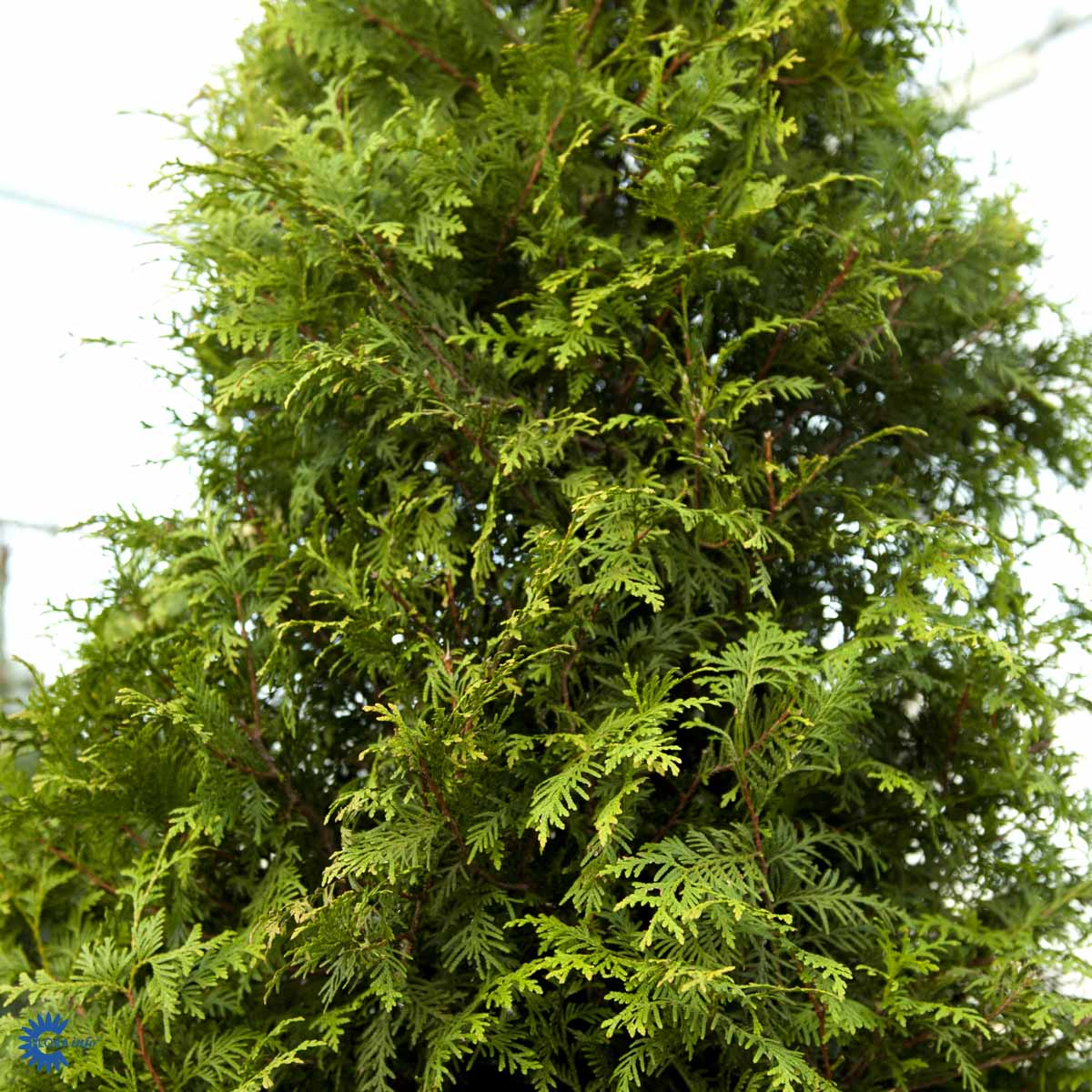 Almindelig Thuja - Thuja Occidentalis Brabant solitært træ eller til hæk her med smukke blomster og hvor det er utrolig nemt, at klippe i det smaragdgrønne løv og her som solitært kegleformet træ. virkelig flot og opret vækst