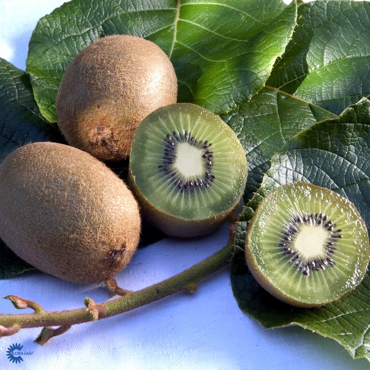 Actinidia deliciosa `Solissimo´ Kiwi er en rigtig god kiwi sort der er selvbestøvende og producerer massere af egne kiwier direkte hjemme i din have