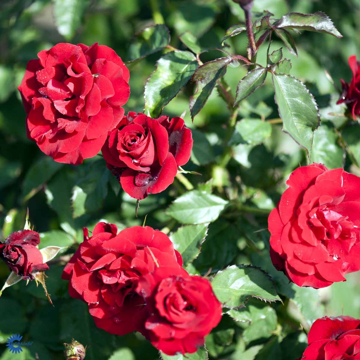 Småblomstret buket rose med smukke røde fløjlsagtige blomster. En rigtig klassisk floribunda rose
