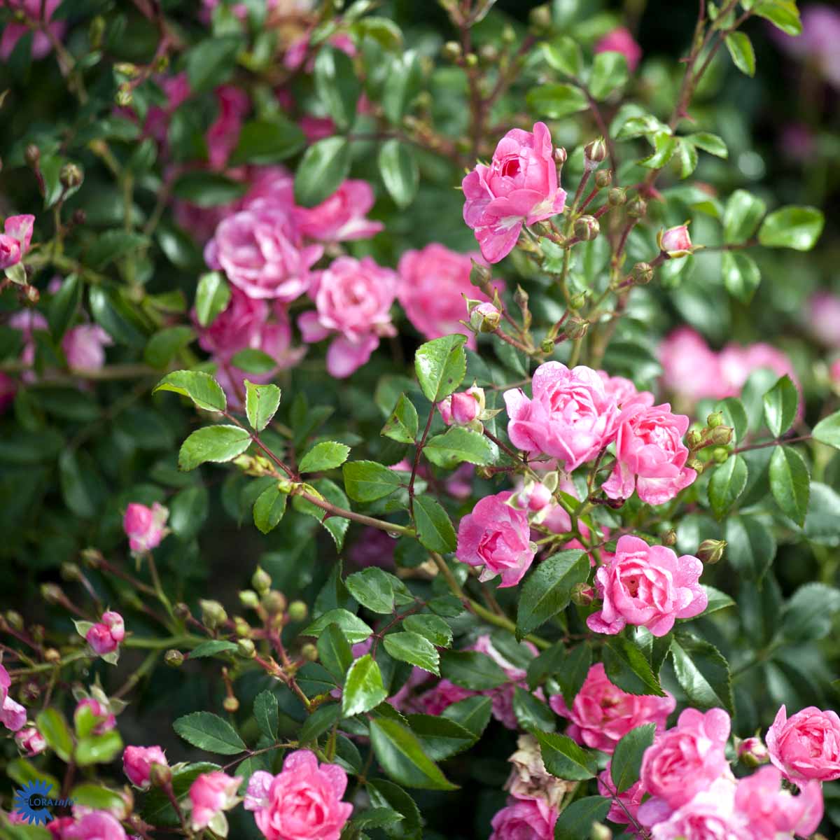 verdens mest populære bunddækkende rose som er flot lyserød eller mørk rosa