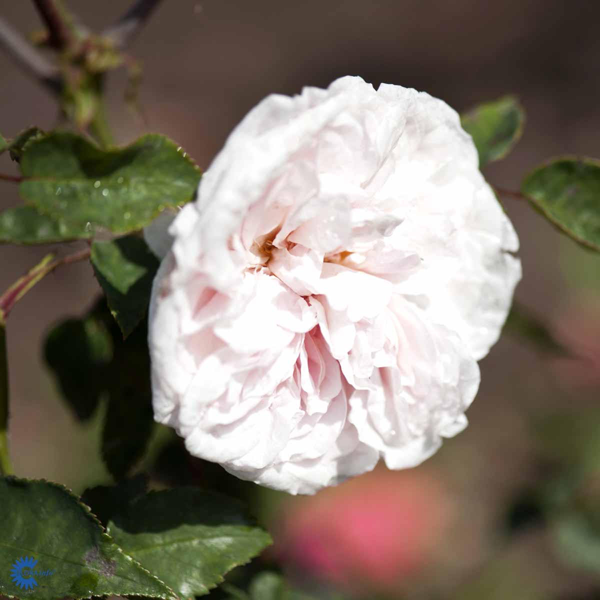 Souvenir De La Malmaison Rosen er en Bourbonrose. Blomsterne er Hvide og bladene er grønne.Rose Souvenir De La Malmaison er en dejlig historiske buskrose med smukke lyserøde rosa blomster og smukt grønne blade og løv