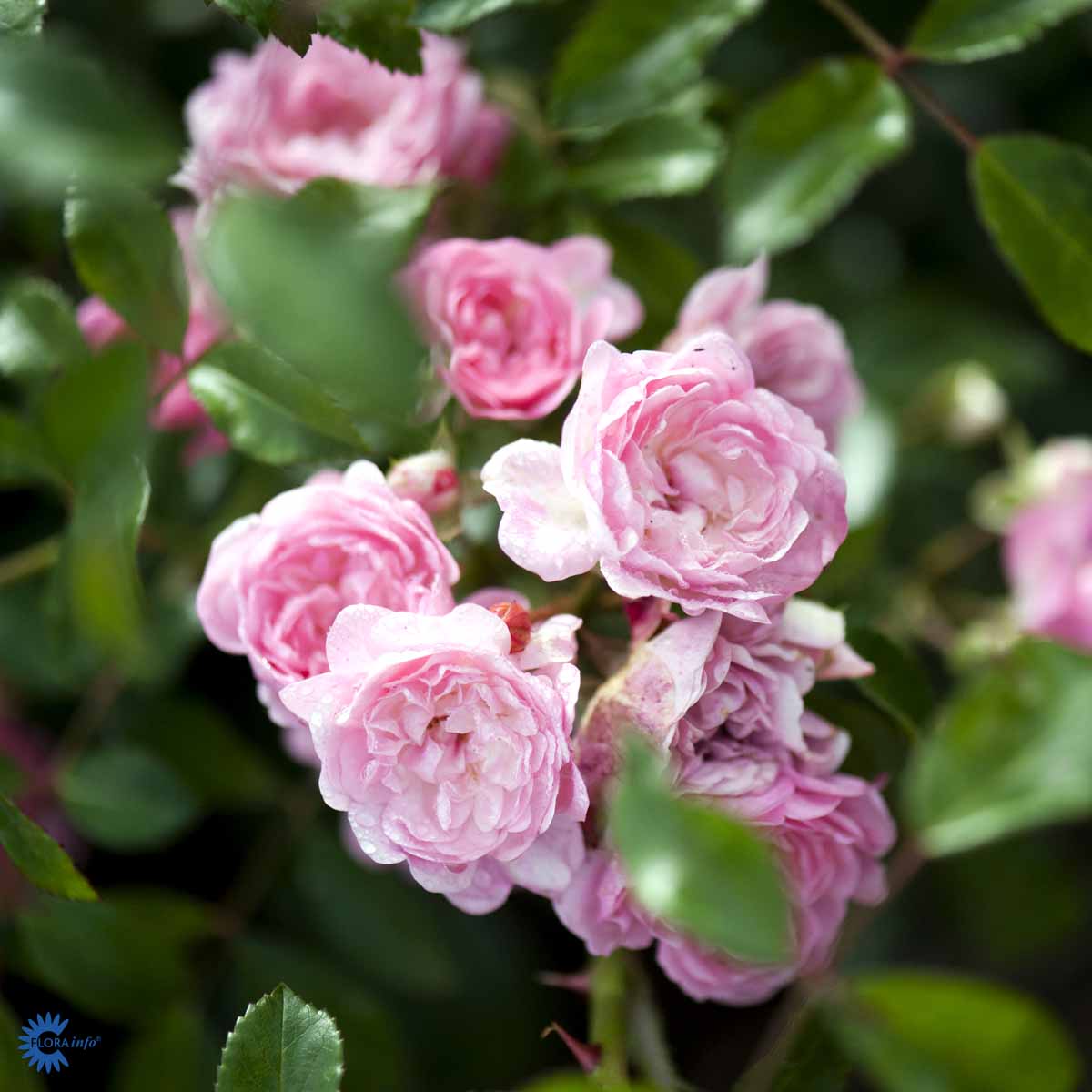 verdens mest populære bunddækkende rose der er flot lys rose eller lyserød
