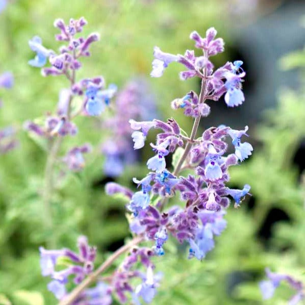 Katteurt - Nepeta Mussinii med lilla og blålige blomster og flot grønt løv og grønne blade