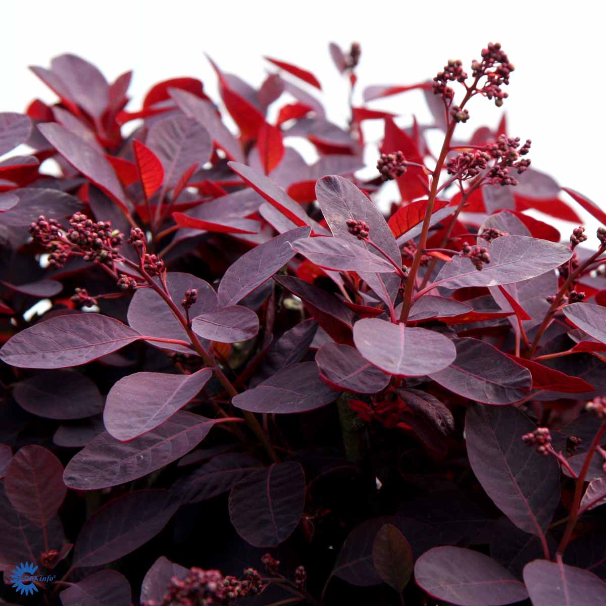 Parykbusk — Cotinus Coggygria, "Royal Purple" er en skøn busk med smukke røde blade her på hvid baggrund
