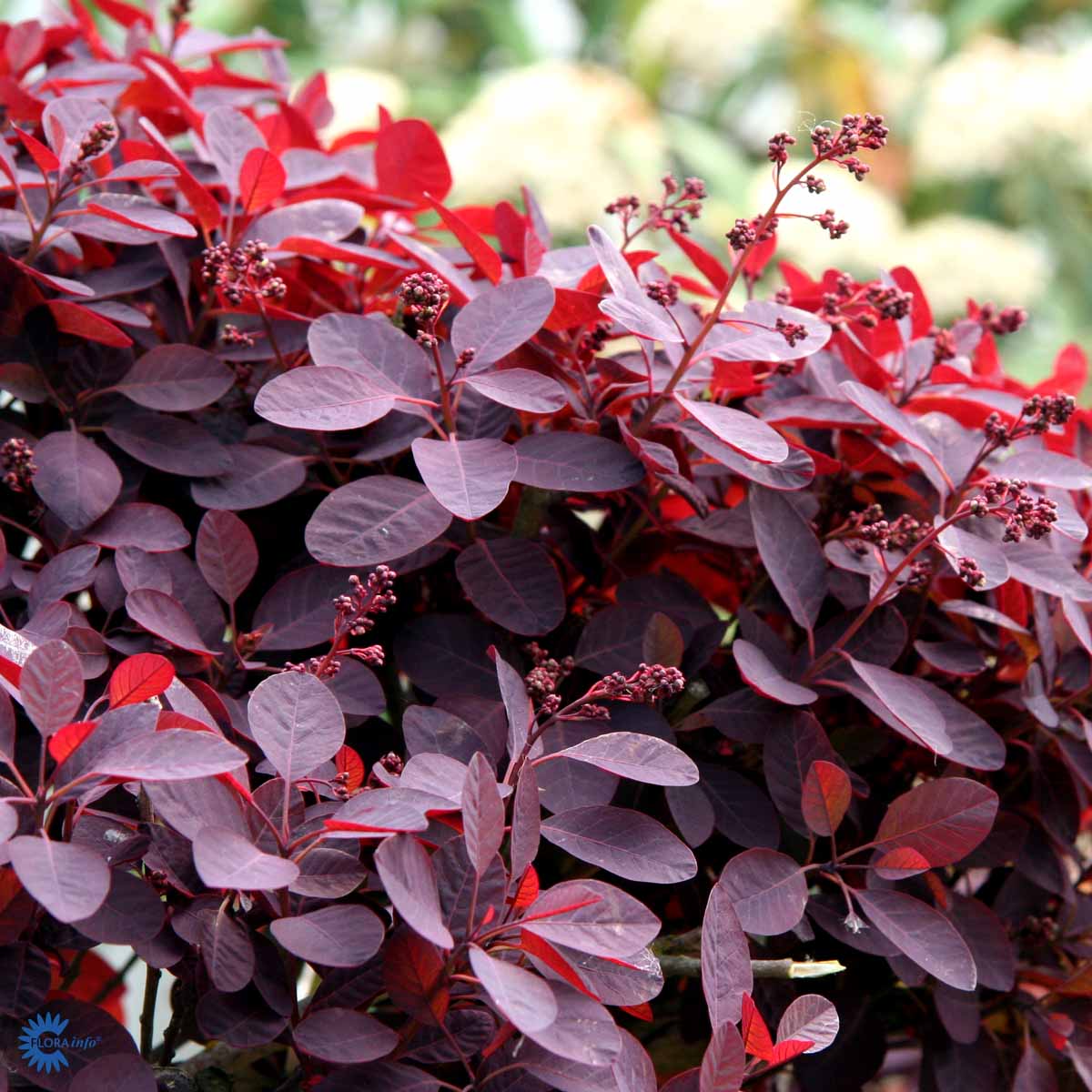 Parykbusk — Cotinus Coggygria, "Royal Purple" er en skøn busk med de flotteste røde og rødlige blade og blomsterstande