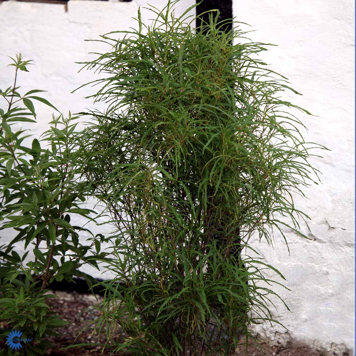 Smalbladet Tørstetræ – Frangula Alnus Fine Line er en skøn busk eller lille træ, der vokser søjleformet og danner med sin slanke og oprette form en fin struktur i haven her vokser den op til at dække for indsyn til nedløbsrør
