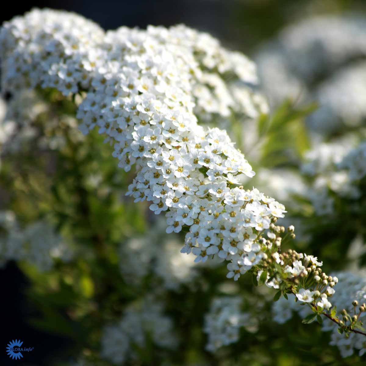 Snedriverbusk – Spiraea Cinerea, "Grefsheim" er en virkelig flot busk med en helt overdådig blomstring, der fuldstændig dækker busken i smukke hvide blomster som hænger ned i klaser langt grenene i en overhængende form