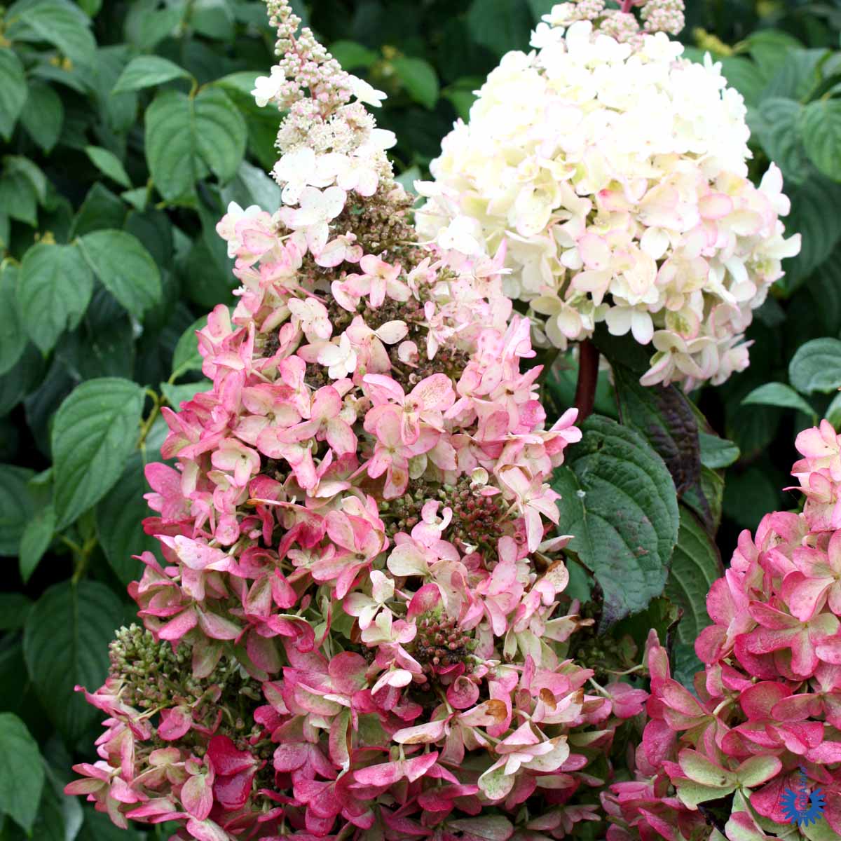 Almindelig Hortensia — Hydrangea Paniculata, "Pinky Winky"