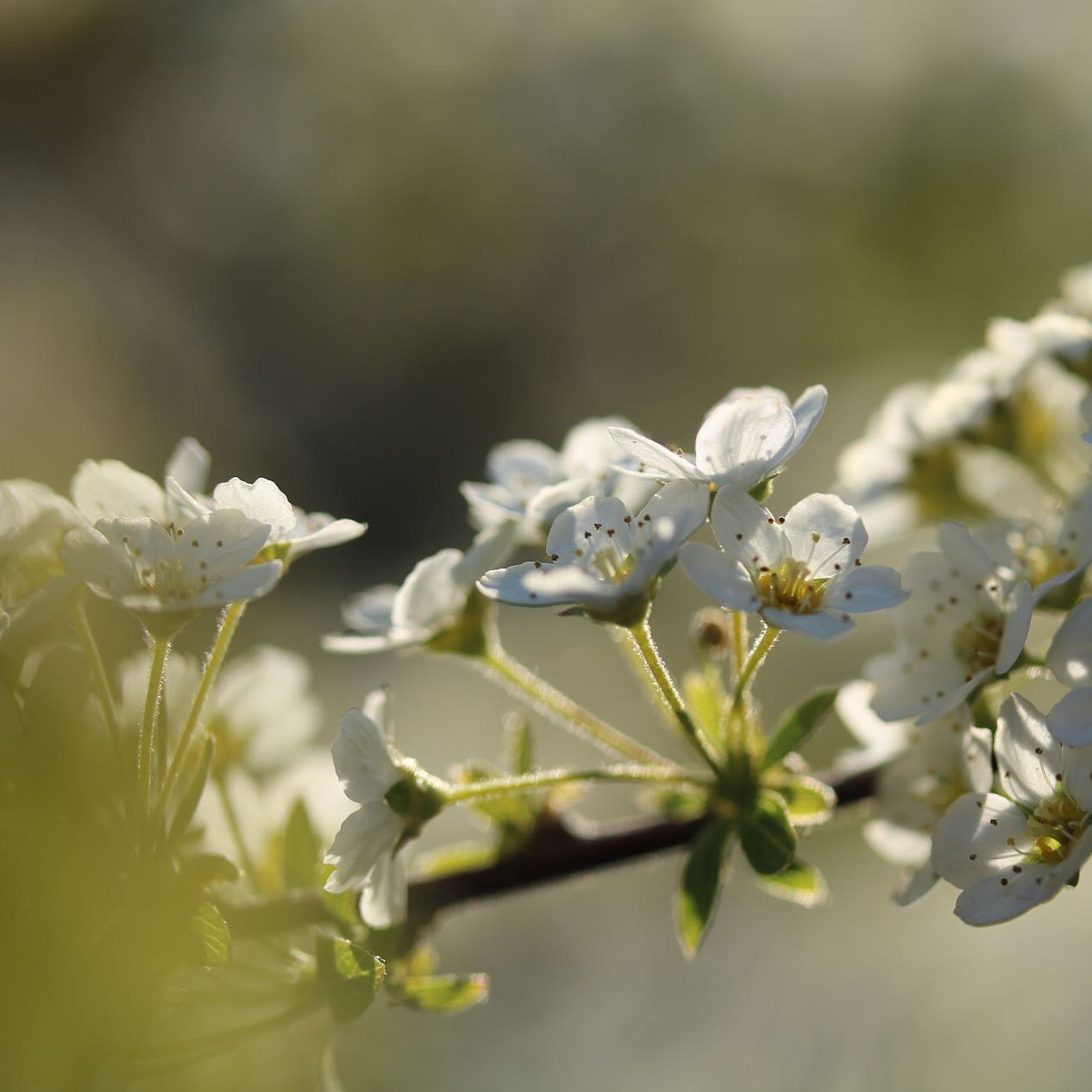 Snedriverbusk – Spiraea Cinerea, "Grefsheim" er en virkelig flot busk med en helt overdådig blomstring, der fuldstændig dækker busken i smukke hvide blomster hvor hvert enkelt blomst er meget yndefuld og her på sløret baggrund