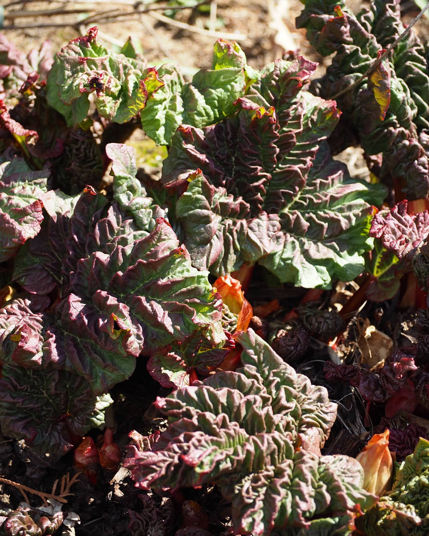 Rabarber – Rheum rhabarbarum `Livingstone´ hvor bladene starter mørkegrønne og rødlige i det