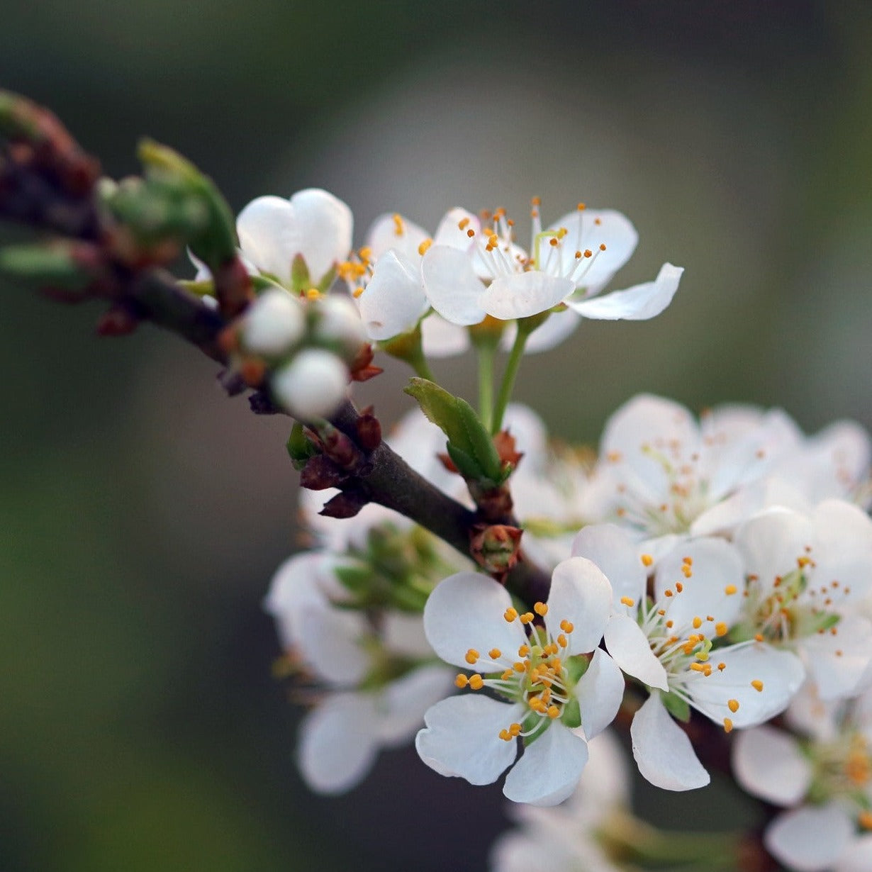 Blommetræet (Prunus Domestica Victoria) giver lækre frugter i form af delikate blommer man kan spise direkte fra træet blommerne er et resultat af bestøvede smukke hvide blomster i det tidlige forår