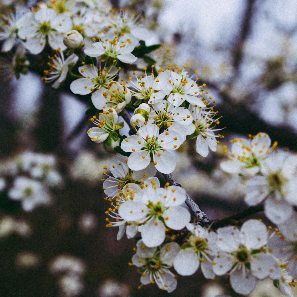 Blommetræet (Prunus Domestica Victoria) giver lækre frugter når de tusindevis af smukke yndige hvide blomster i foråret bestøves