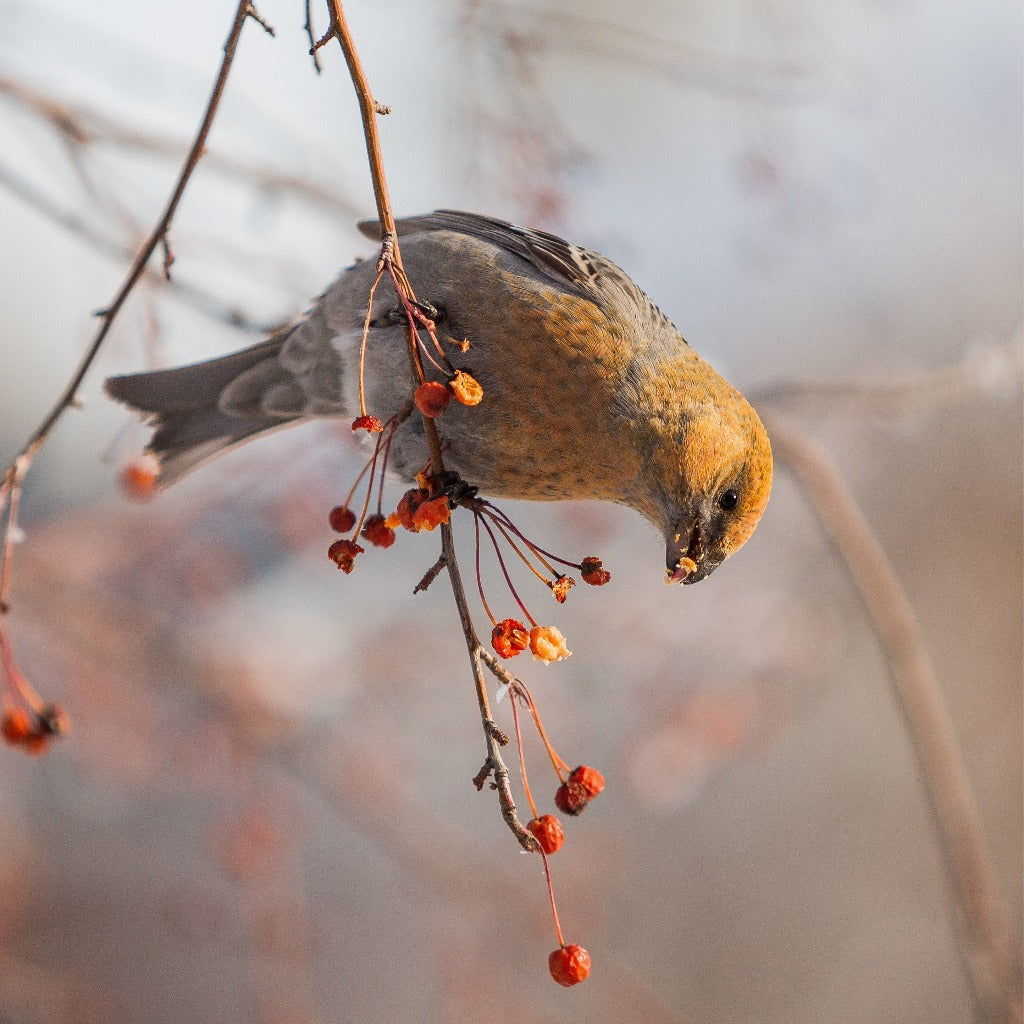 fugle elsker rønnebær i efteråret og om vinteren