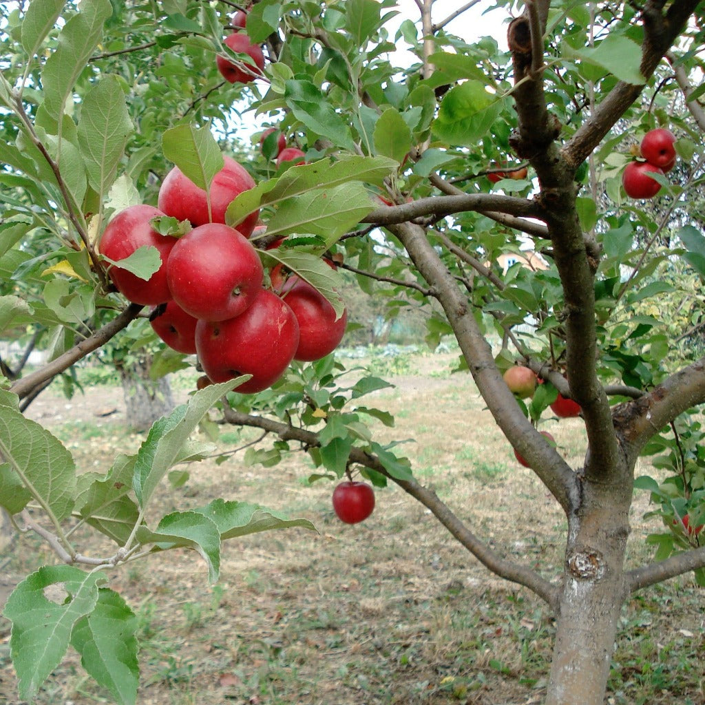 Discovery Æbletræ – Malus Domestica Discovery