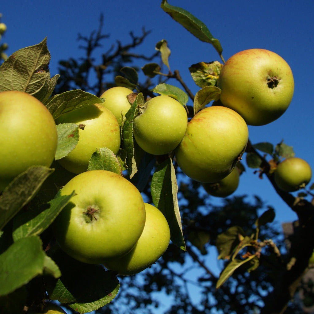 Filippa Æbletræet - Malus Domestica Filippa her på baggrund af blå himmel med med røde antræk i æblerne.