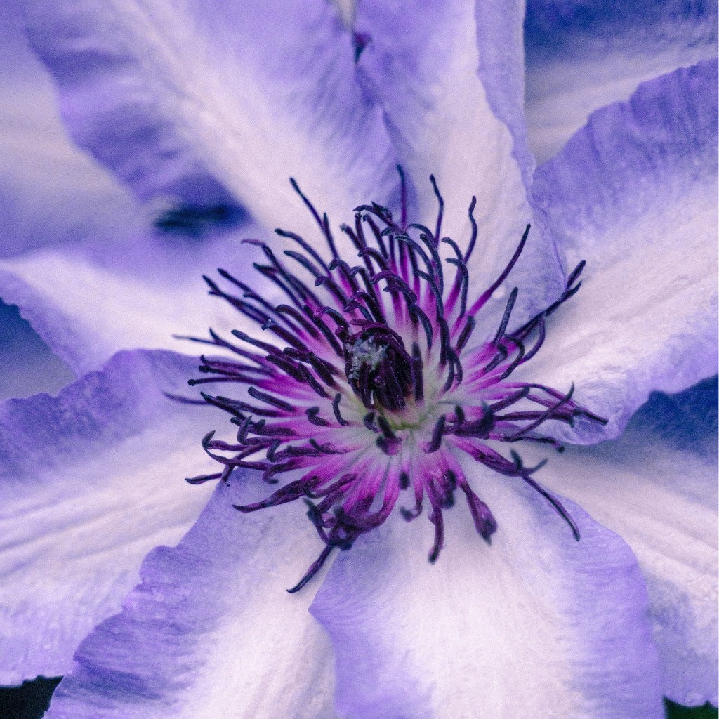 Blå klematis (Clematis Multi Blue) har flotte mørkeblå blomster med hvid stribe midt i de enkelte kronblade og smukke støvdragere