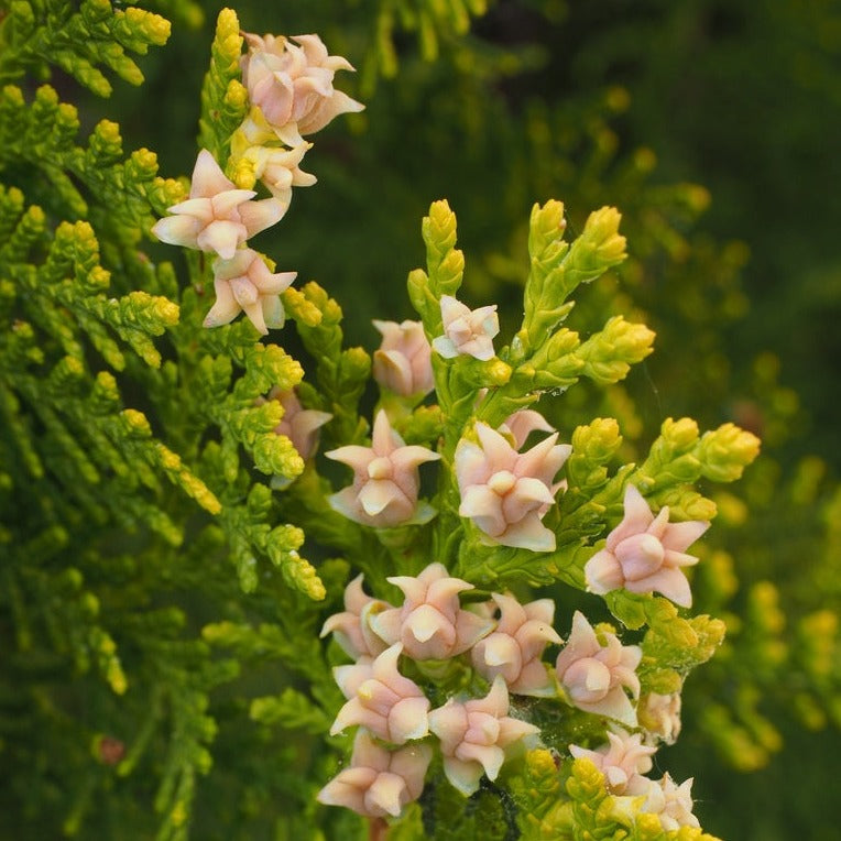 Almindelig Thuja - Thuja Occidentalis Brabant solitært træ eller til hæk her med smukke blomster mixet ind i det smaragdgrønne løv