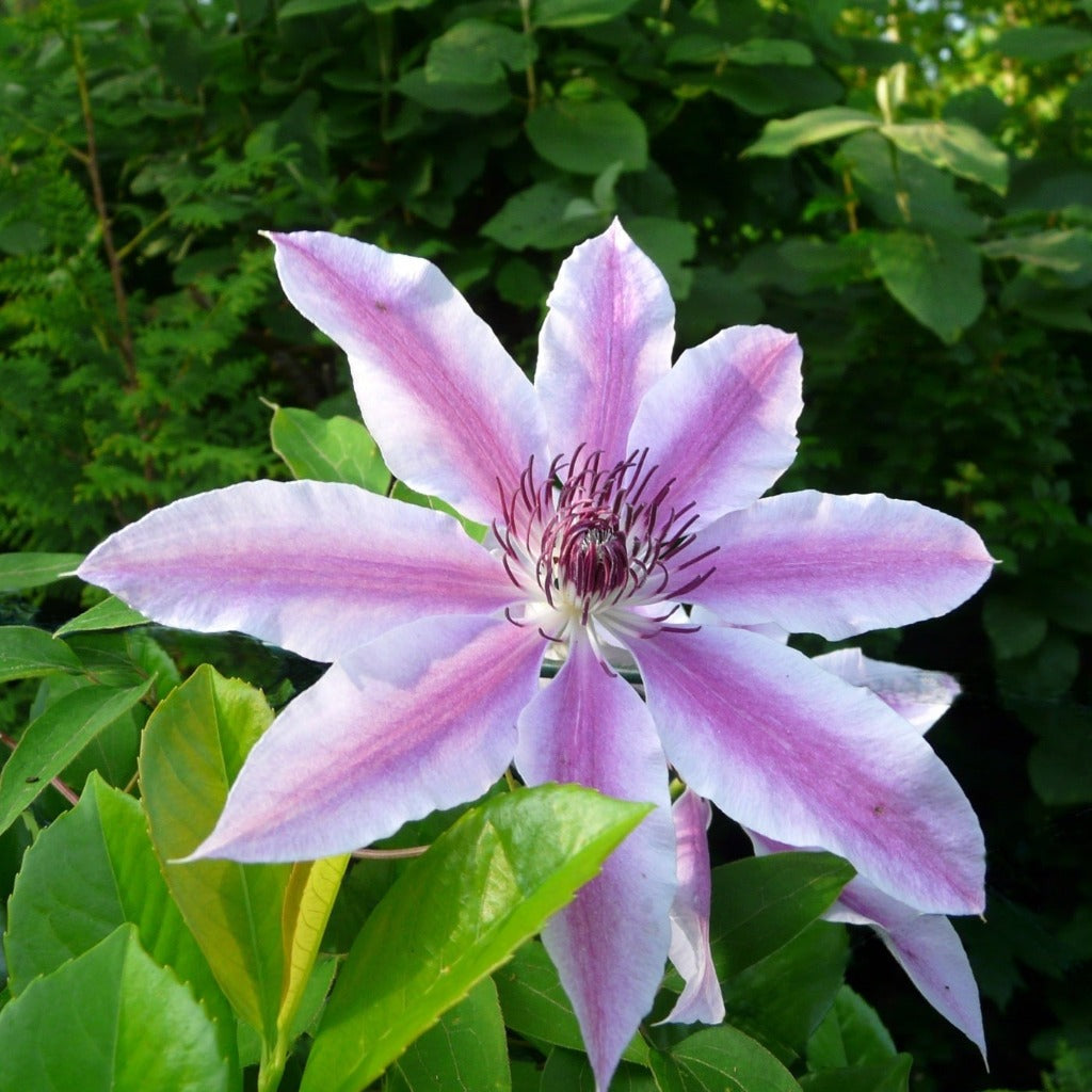 Lysrosa Klematis (Clematis Nelly Moser) har et fint udtryk i blomsten, striber af sart rosa i det hvide. og her med lysegrønne blade
