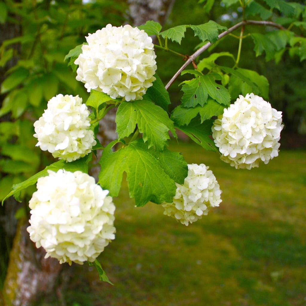 Den hvide hortensia (Hydrangea Macrophylla Alma) har kugleformede hvide blomster der hænger græciøst fra stænglerne