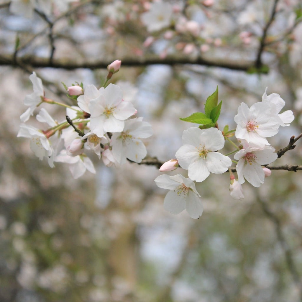 Lapin kirsebærtræet - Prunus Avium Lapins med det yndigste hvide blomsterflor af massevis af små hvide blomster, der springer ud lidt før løvet og bladene
