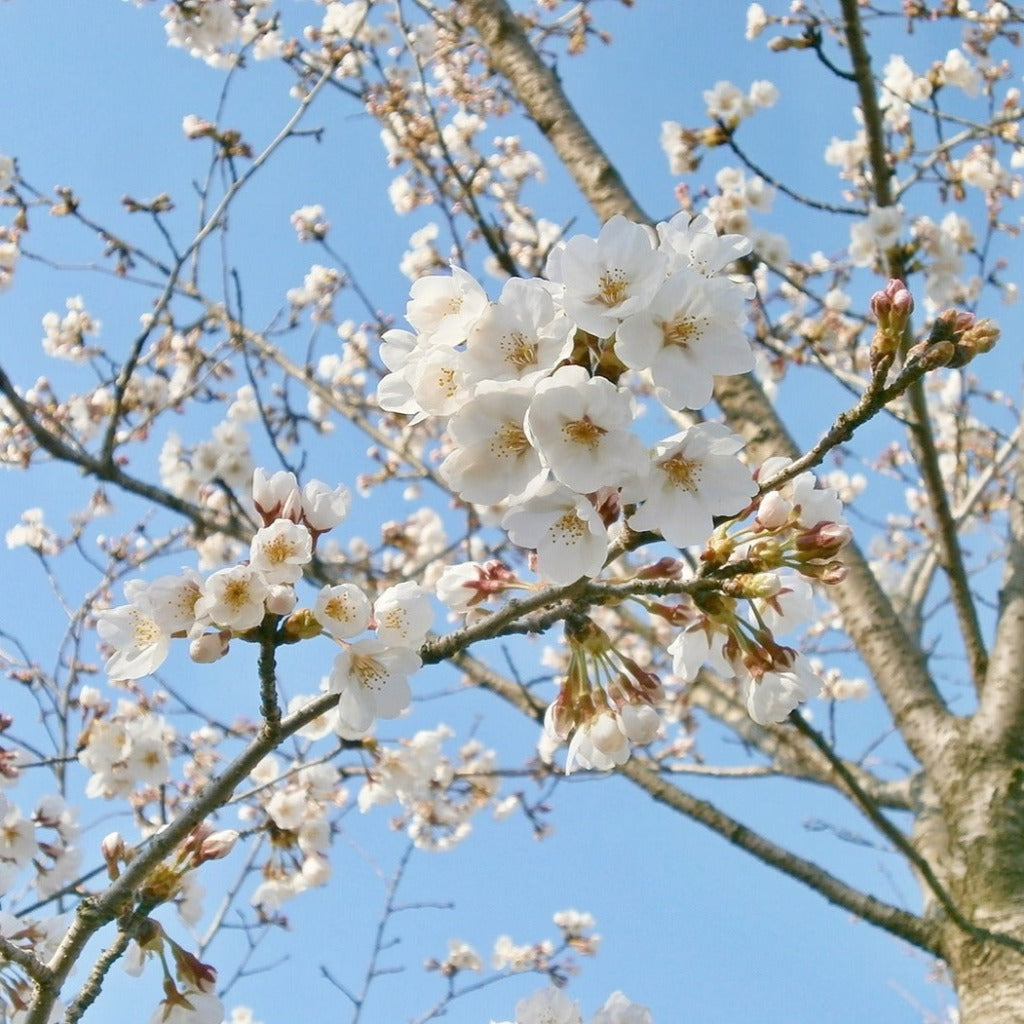Lapin kirsebærtræet - Prunus Avium Lapins med de smukkeste hvide blomster op i mod den skønne blå forårshimmel